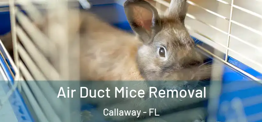 Air Duct Mice Removal Callaway - FL